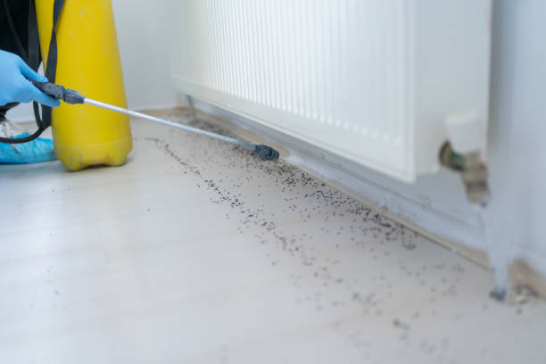 Wasp Removal Services in Keeler Farm, NM