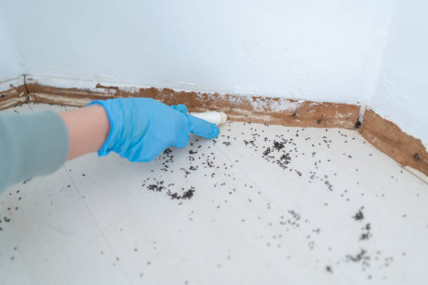 Best Best Pest Control Near Me  in Keeler Farm, NM